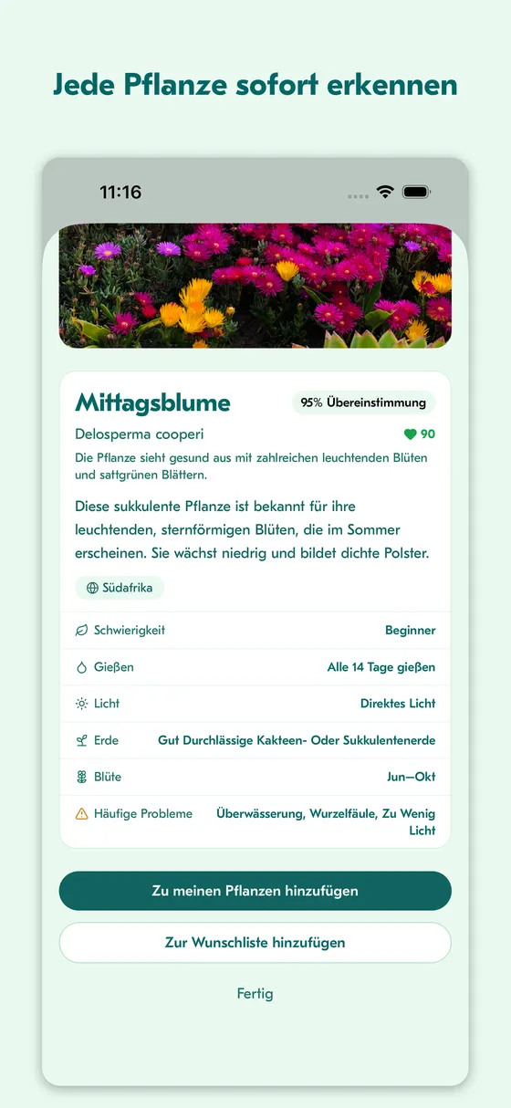 Ergebnisbildschirm der Pflanzenbestimmung für eine Mittagsblume