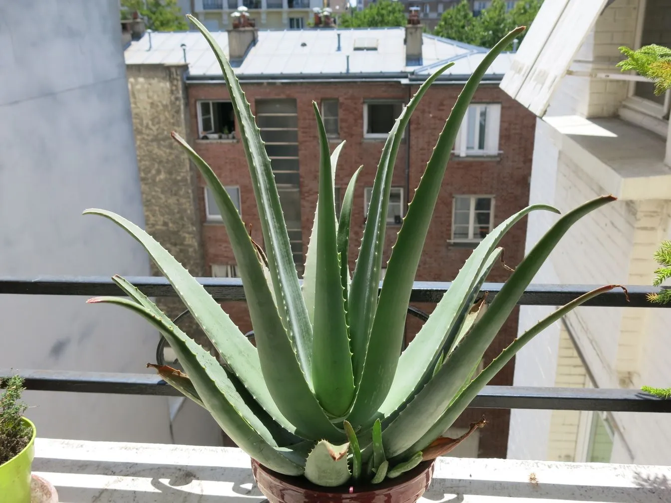 Aloe vera (Aloe vera)