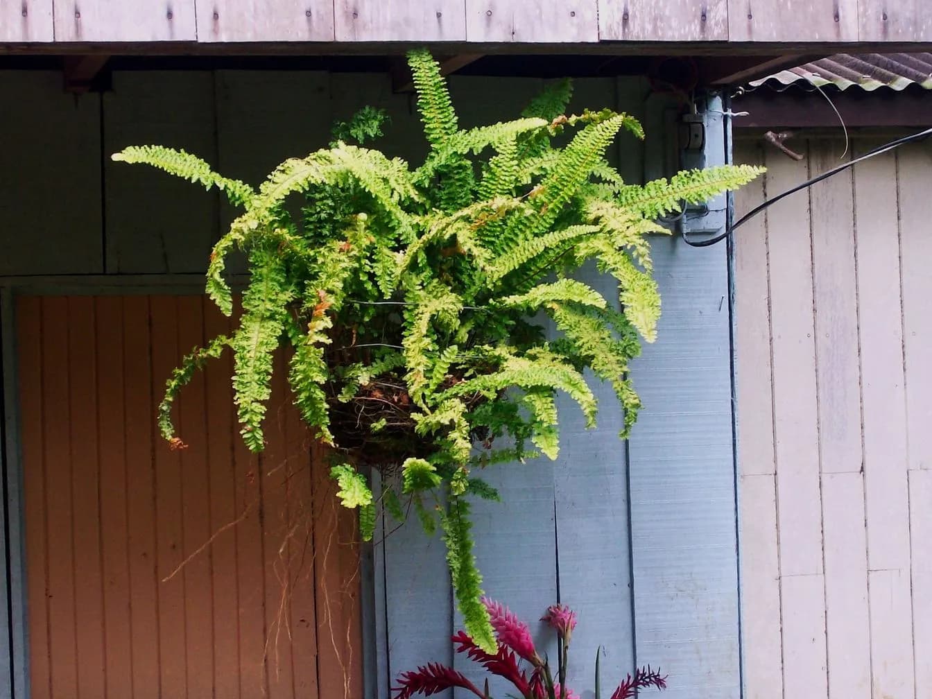 Boston fern (Nephrolepis exaltata)