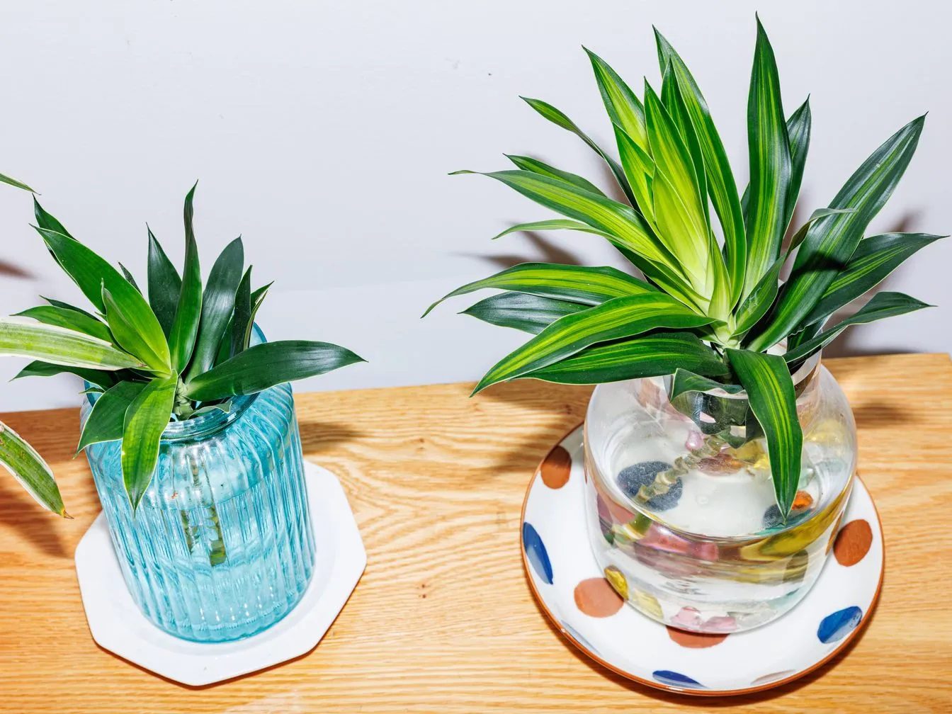 Dragon tree (Dracaena marginata)