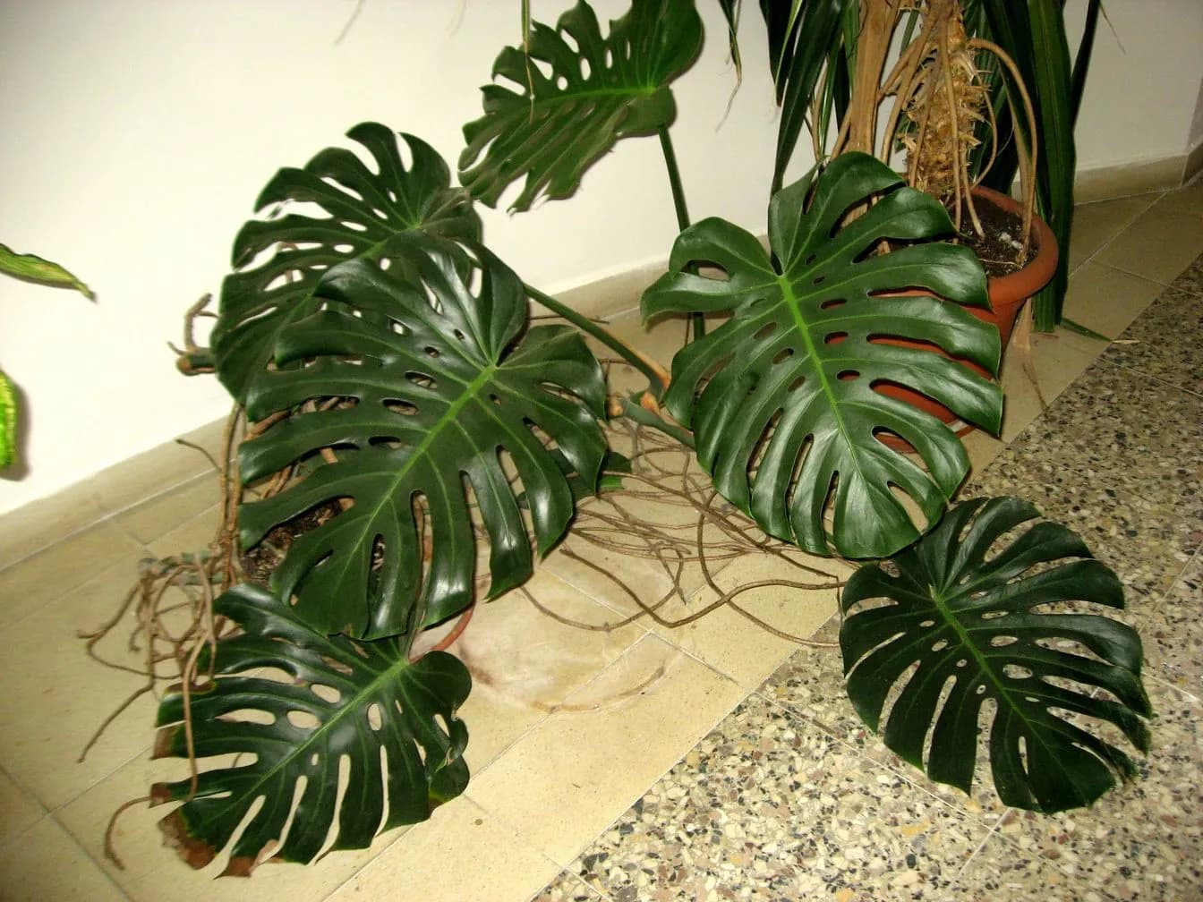 Monstera (Monstera deliciosa)