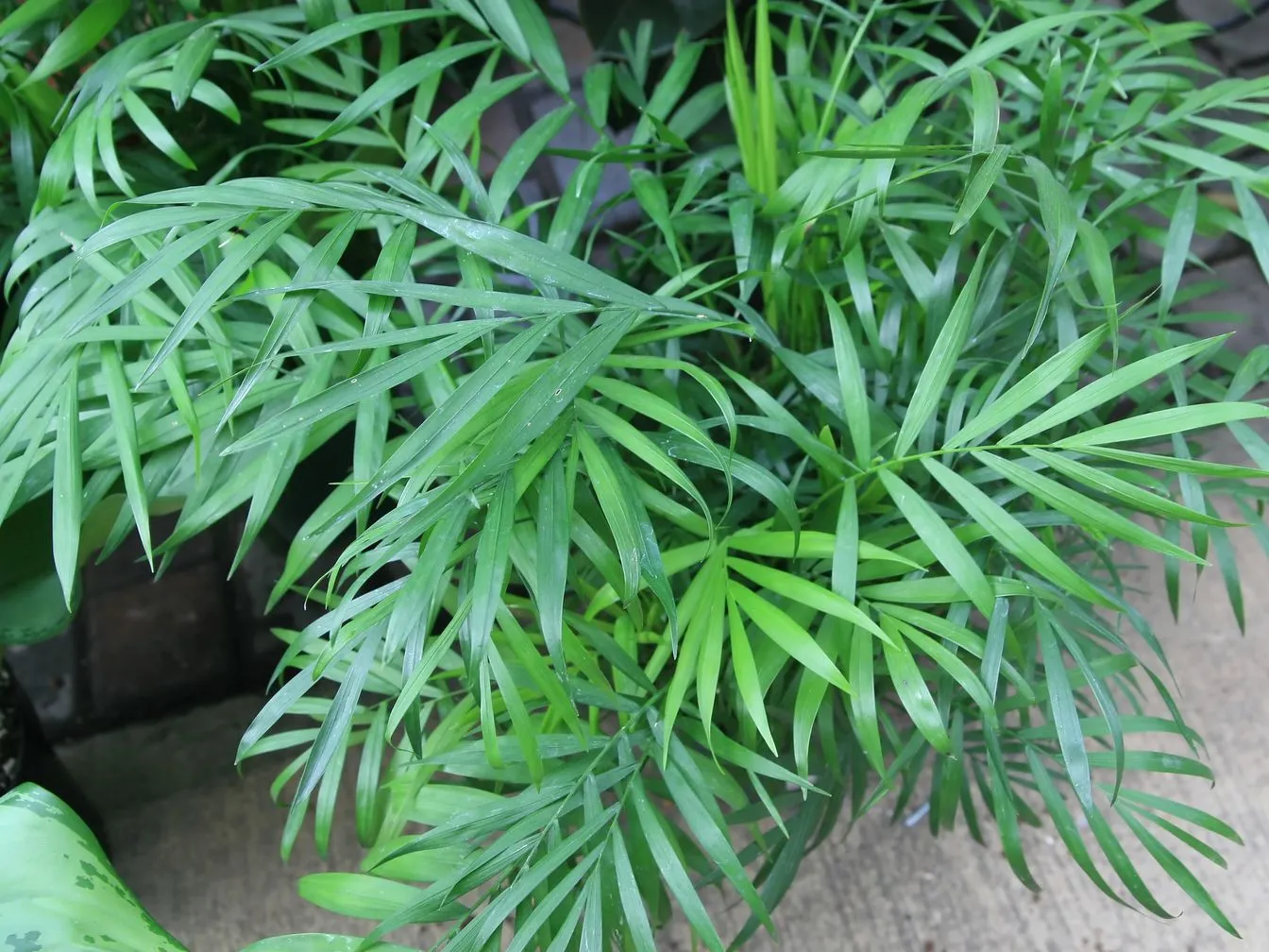 Parlor palm (Chamaedorea elegans)