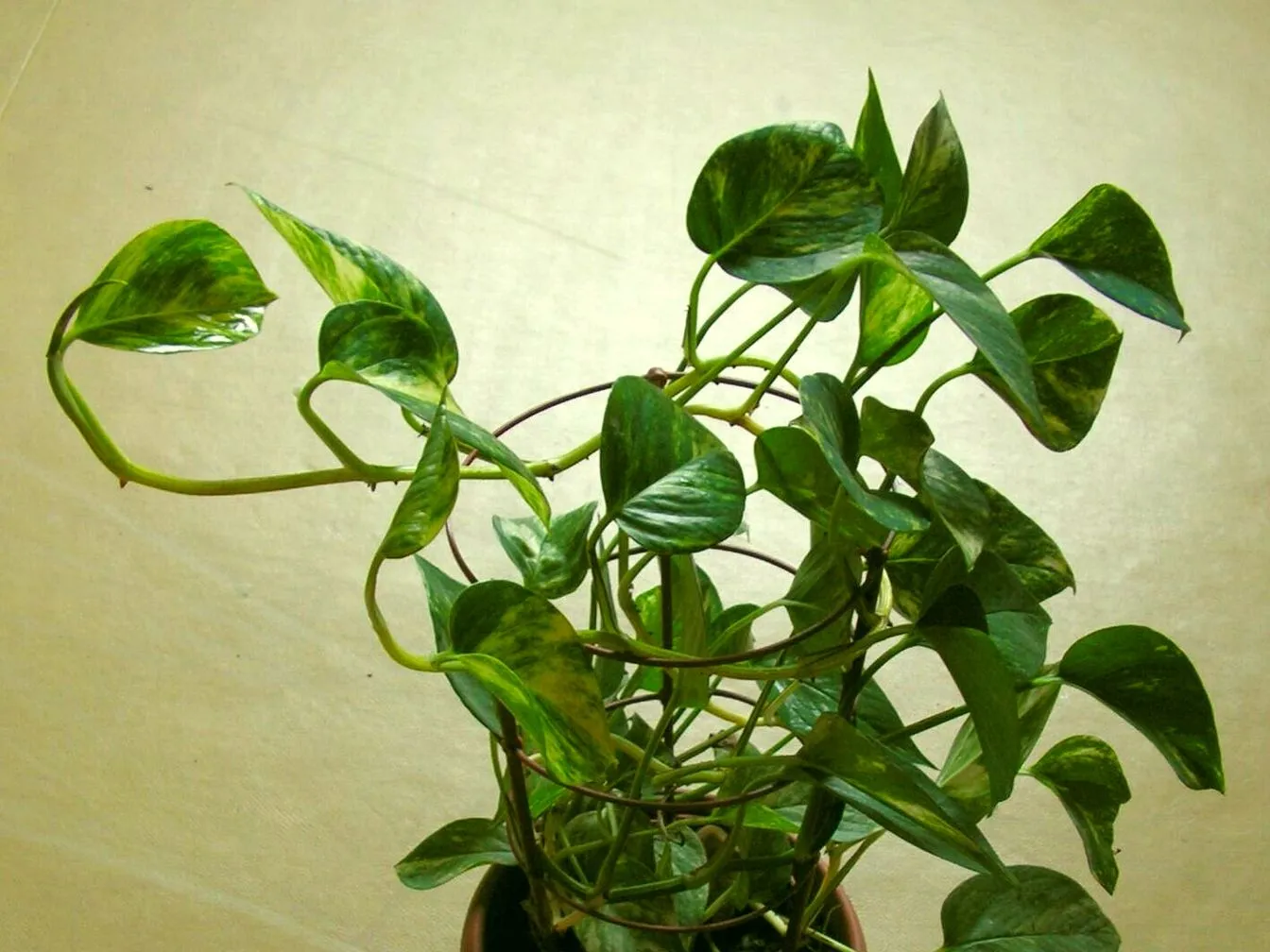 Pothos (Epipremnum aureum)