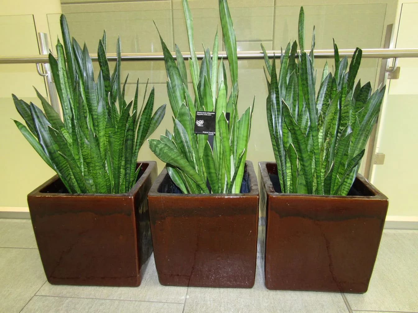 Snake plant (Dracaena trifasciata)
