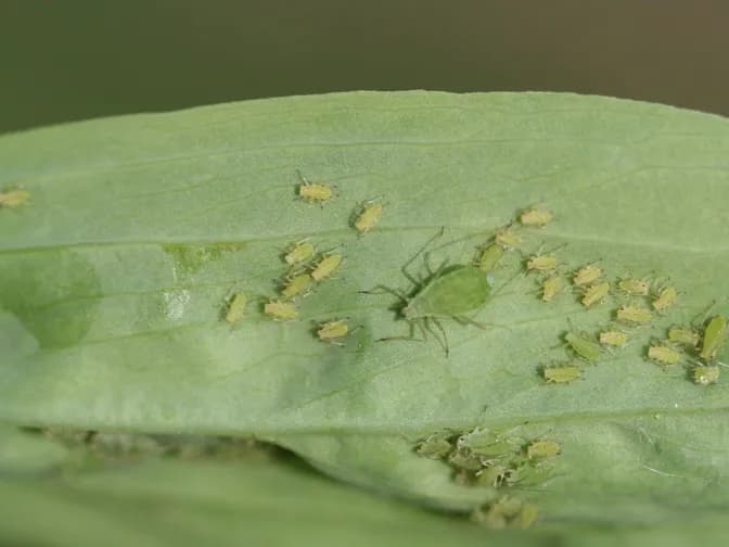 Aphids