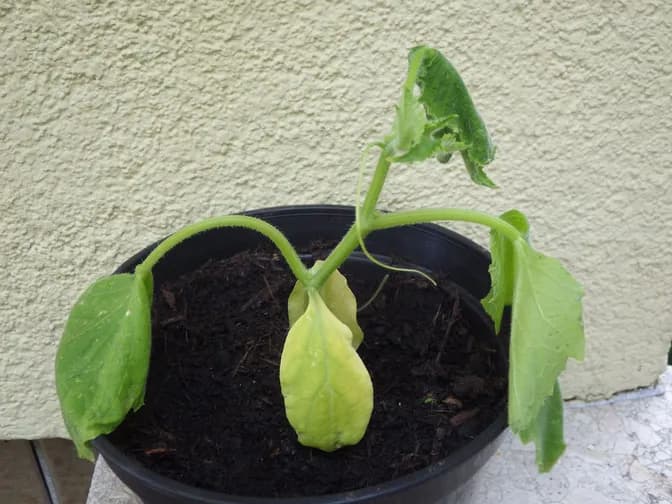 Drooping leaves