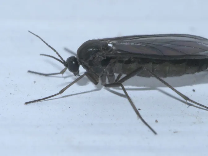 Fungus gnats