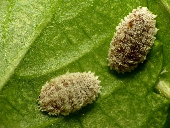 Mealybugs