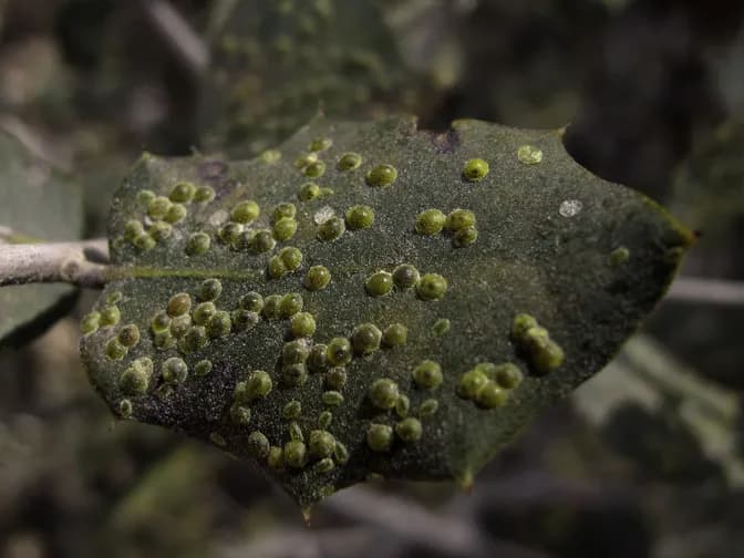 Scale insects