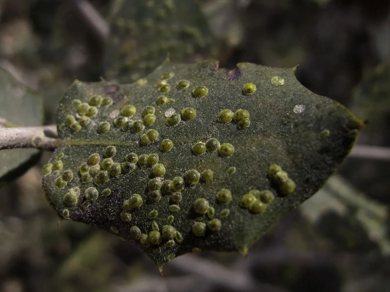 Scale insects