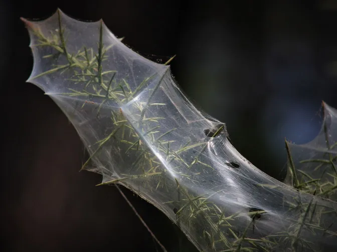 Spider mites
