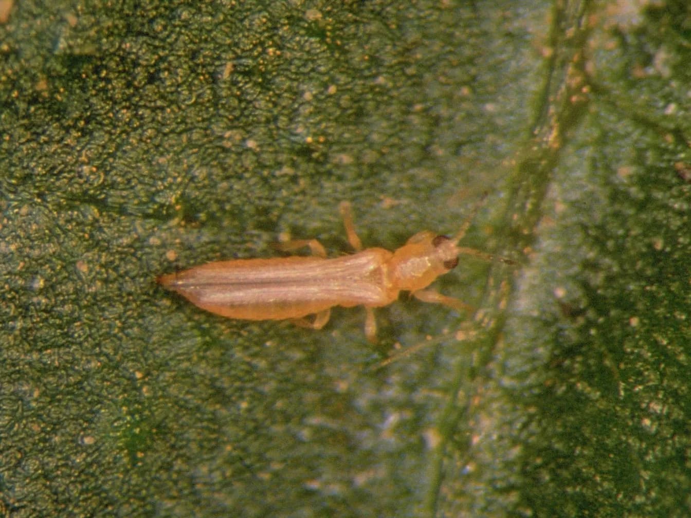 Thrips