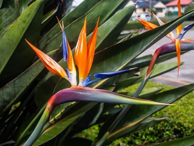 Bird of paradise (Strelitzia reginae)