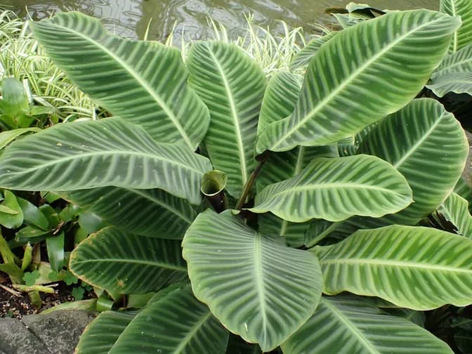 Calathea (Goeppertia (Calathea) spp.)