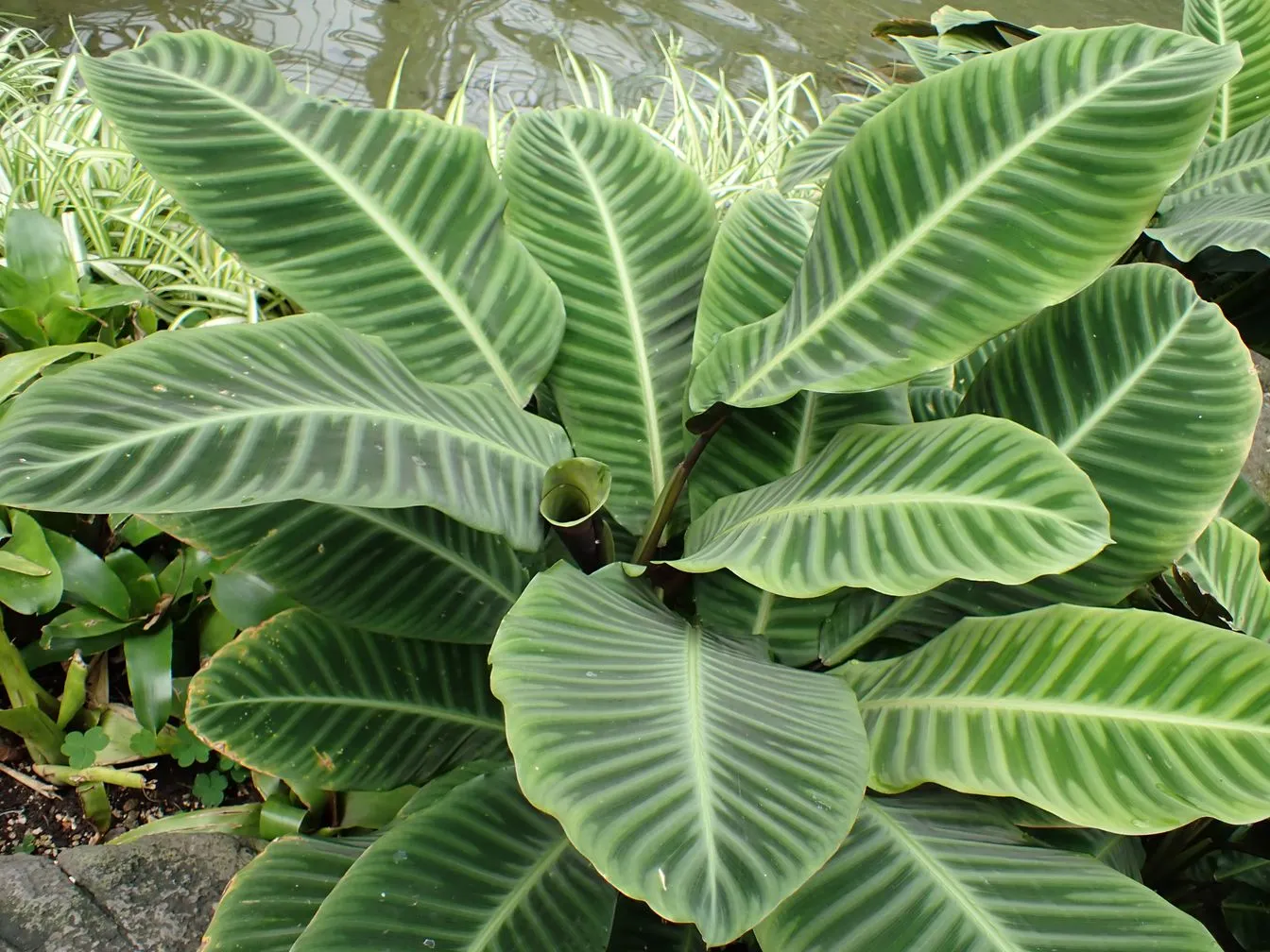 Calathea (Goeppertia (Calathea) spp.)