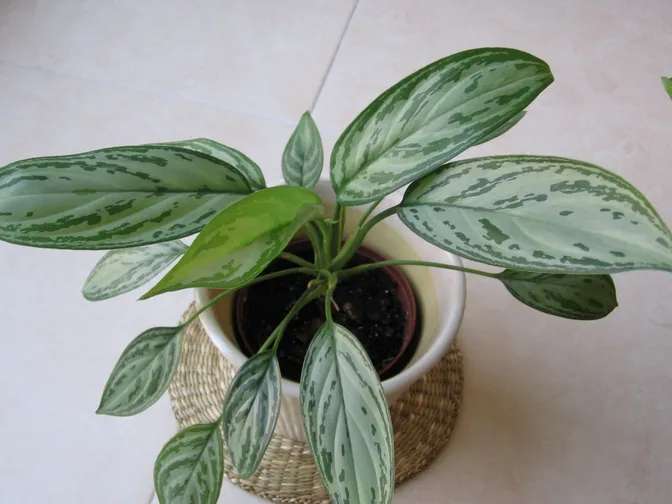 Chinese evergreen (Aglaonema commutatum)