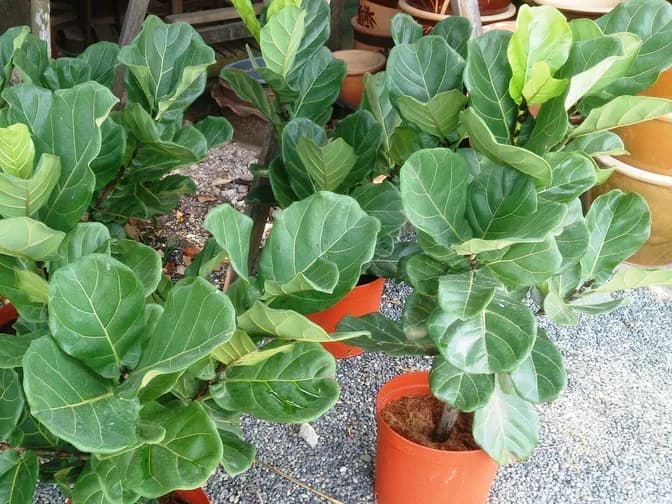 Fiddle leaf fig (Ficus lyrata)
