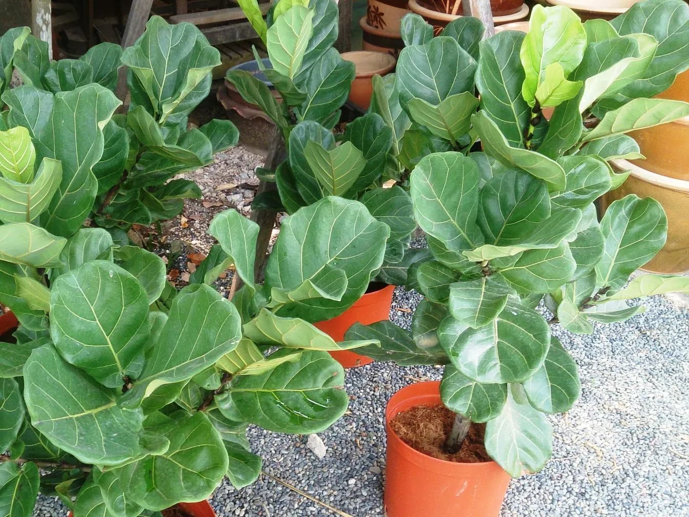 Fiddle leaf fig (Ficus lyrata)