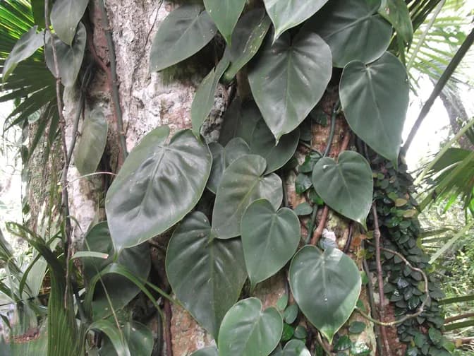 Heartleaf philodendron (Philodendron hederaceum)
