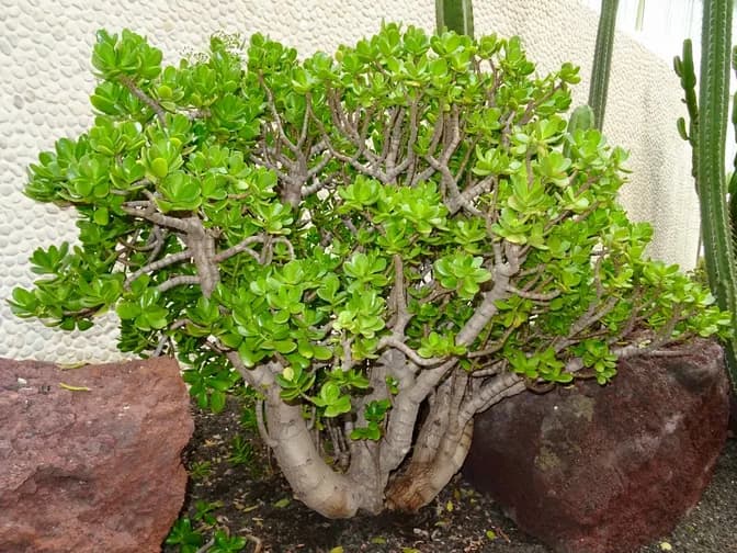 Jade plant (Crassula ovata)