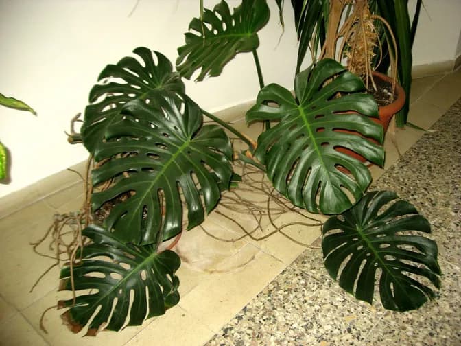 Monstera (Monstera deliciosa)