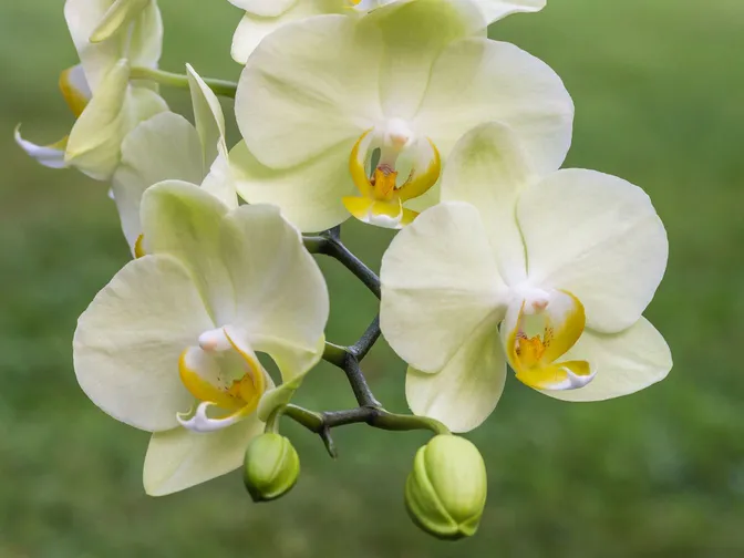Moth orchid (Phalaenopsis spp.)