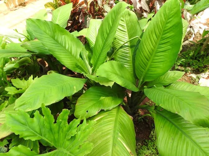 Peace lily (Spathiphyllum wallisii)