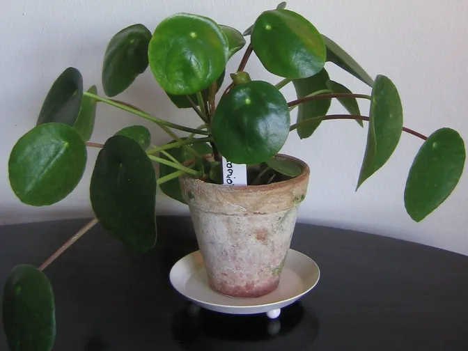 Chinese money plant (Pilea peperomioides)