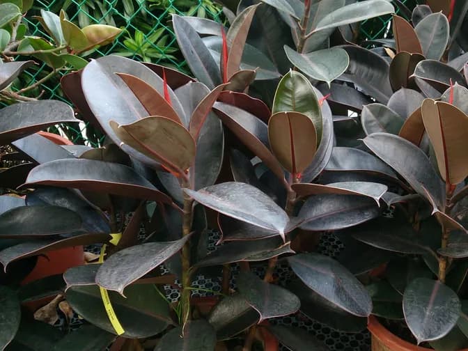 Rubber plant (Ficus elastica)