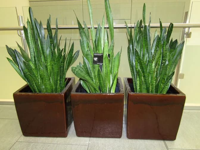 Snake plant (Dracaena trifasciata)