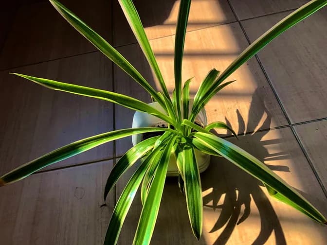 Spider plant (Chlorophytum comosum)