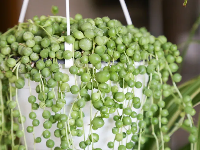 String of pearls (Curio rowleyanus)