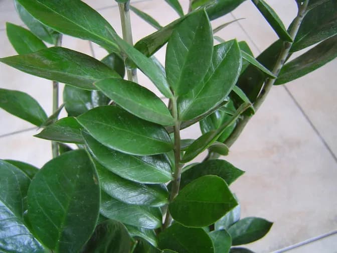 ZZ plant (Zamioculcas zamiifolia)