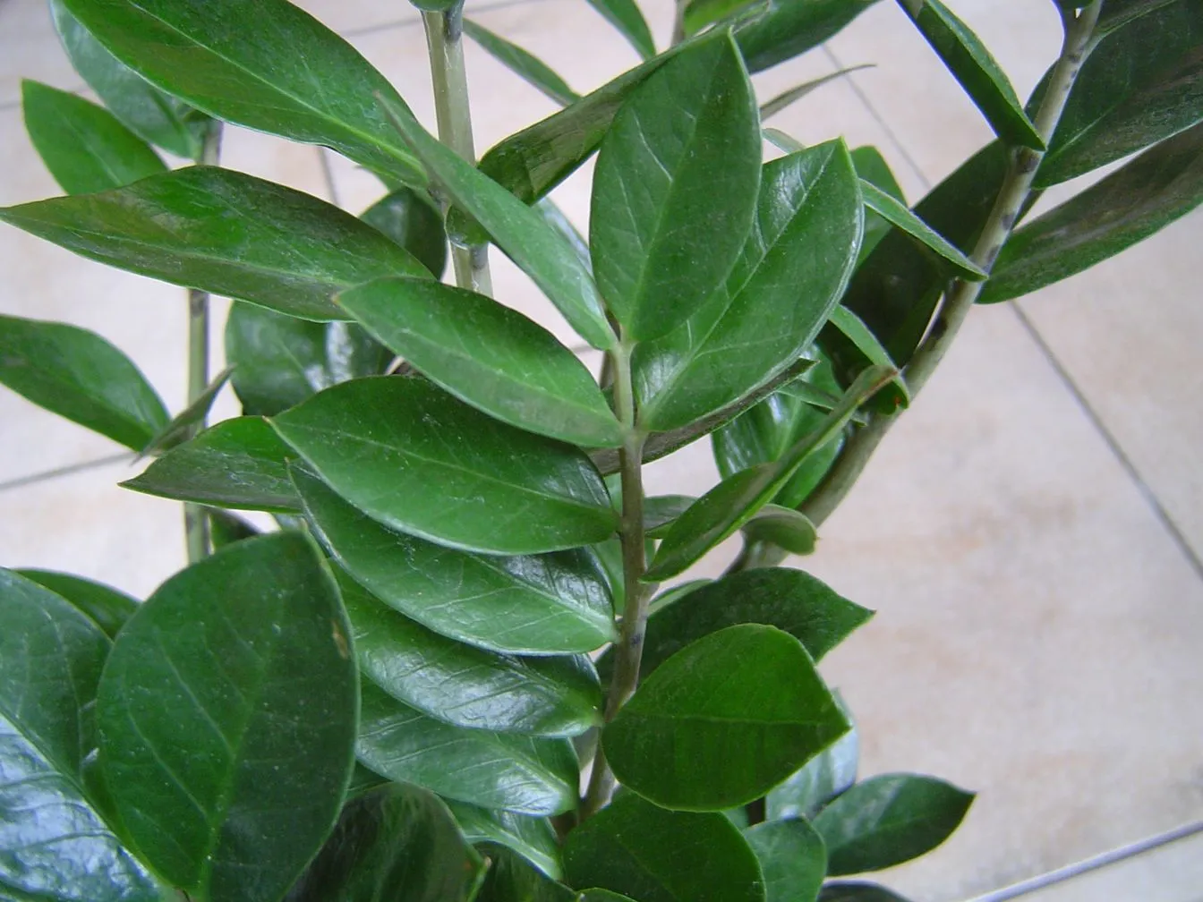 ZZ plant (Zamioculcas zamiifolia)