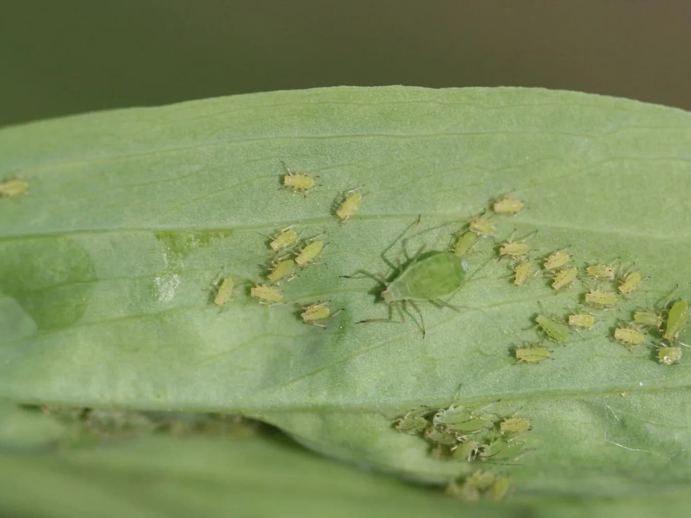 Aphids