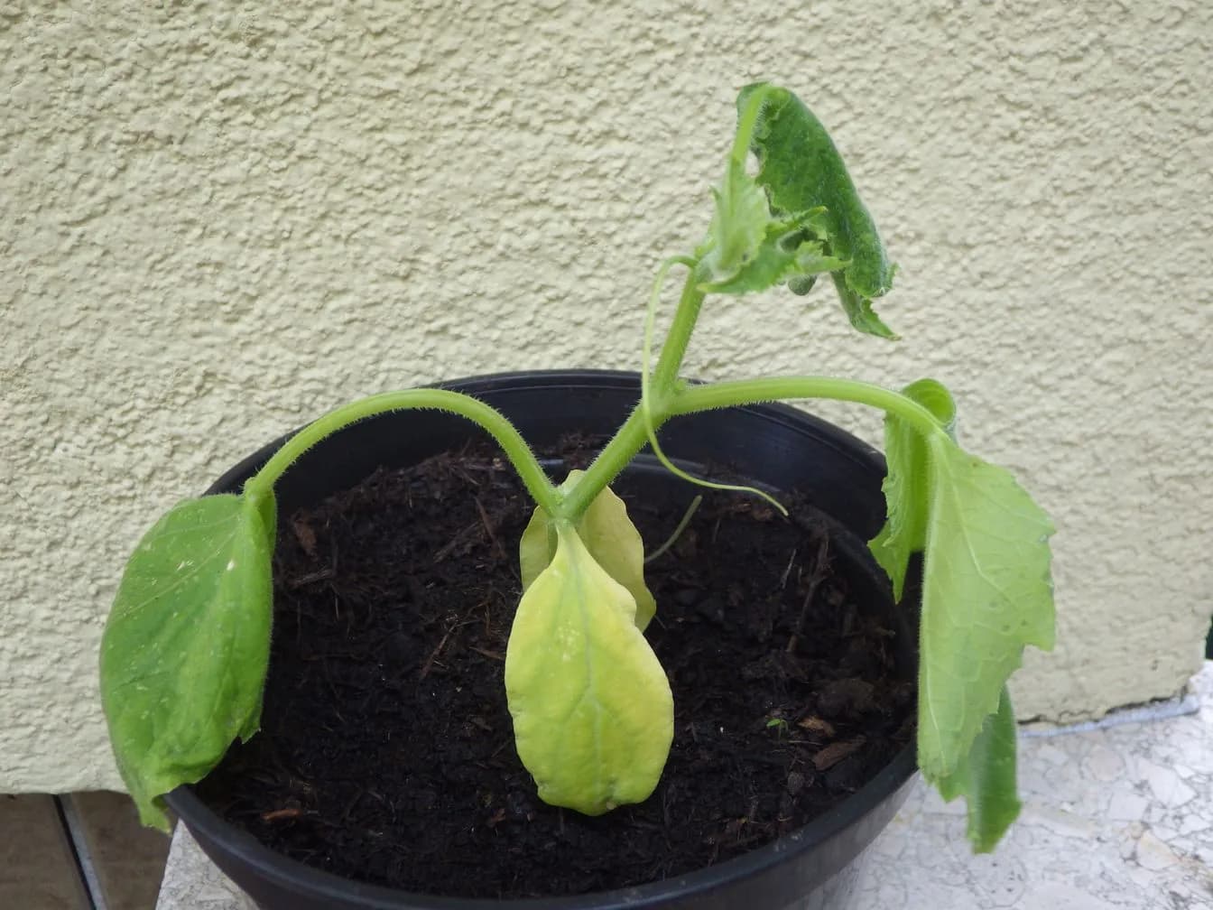 Drooping leaves