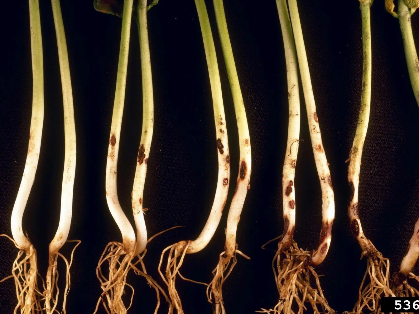 Root rot